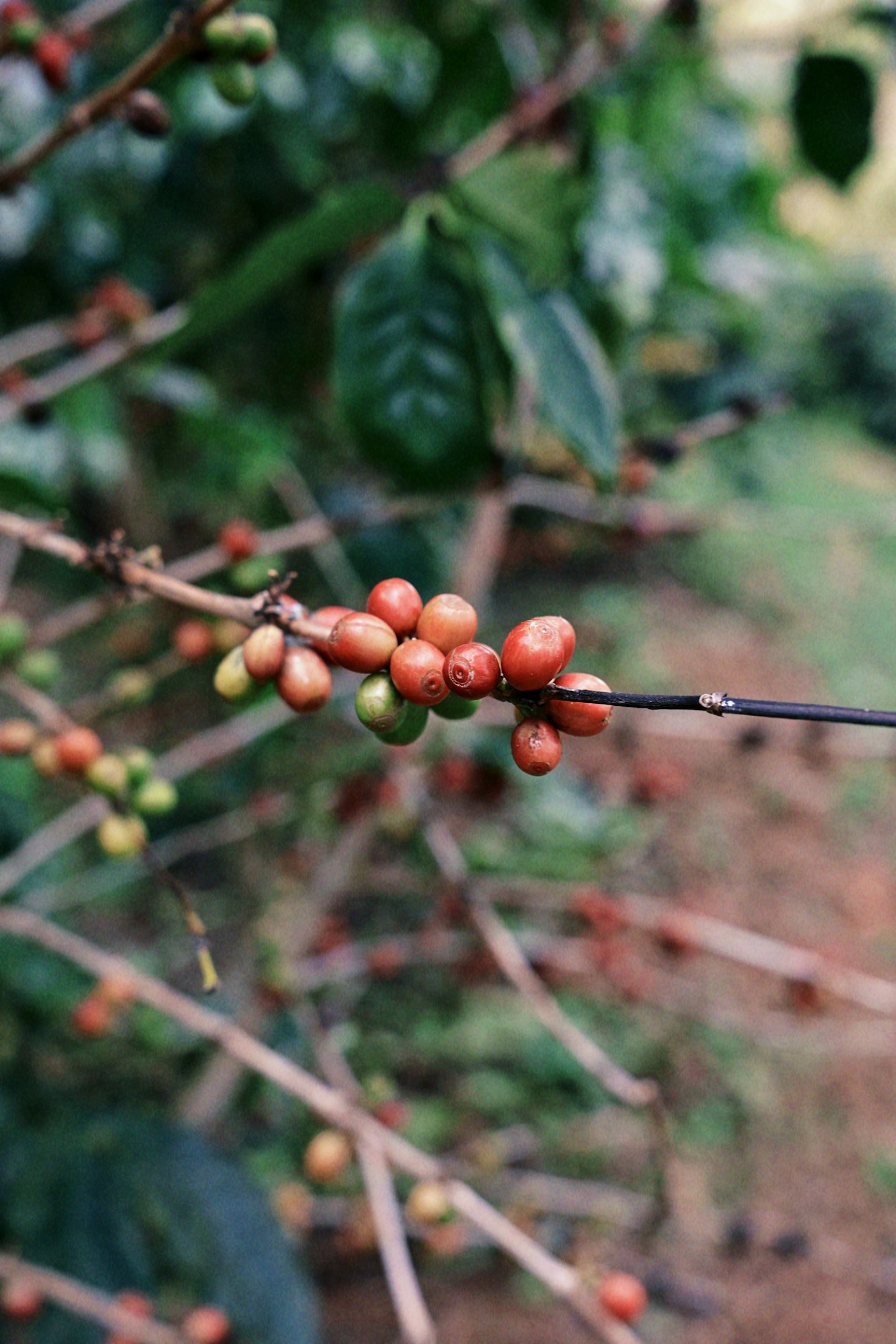 De la tierra a la taza: proceso del café