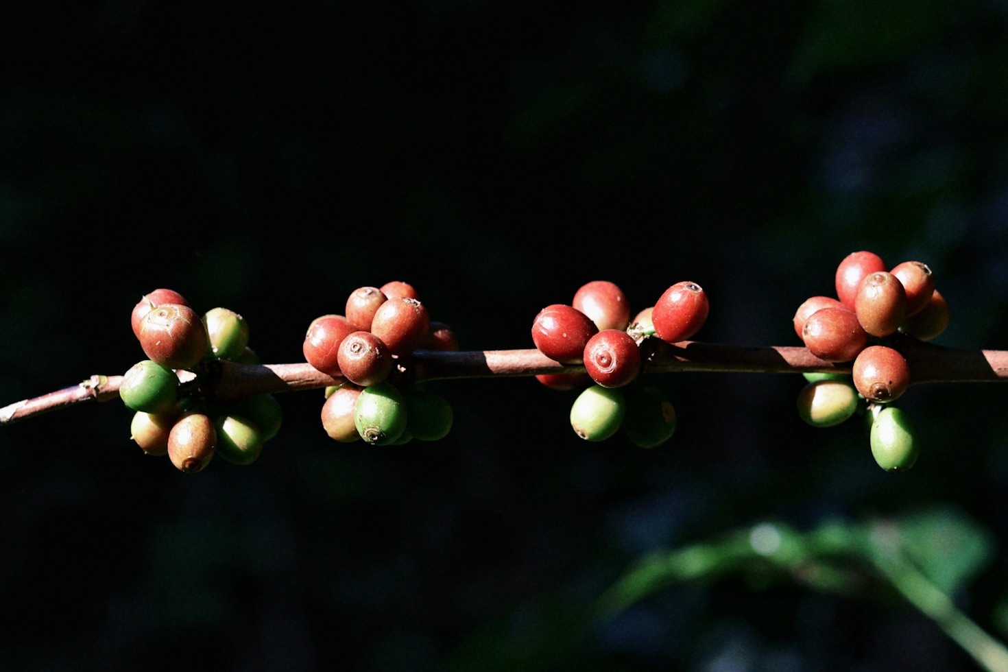 Historia del café en la región de Chiapas