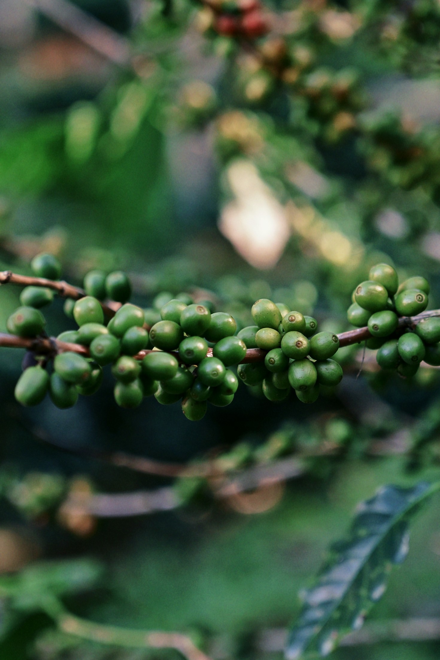 Consejos para preparar la taza perfecta de café